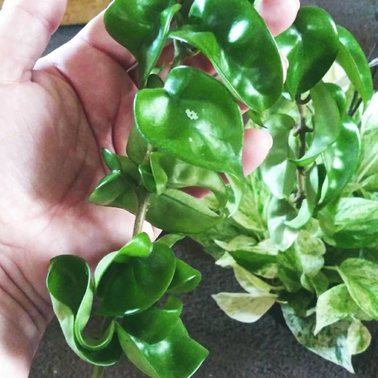 Plant image Hoya carnosa 'Compacta'