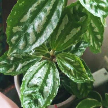 Pilea cadierei