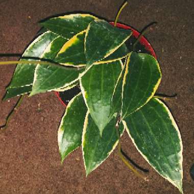 Hoya Macrophylla Albomarginata