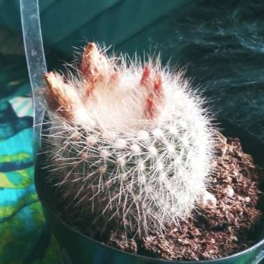 Notocactus rudibuenekeri