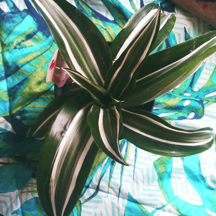 Plant image Dracaena deremensis 'White Jewel'