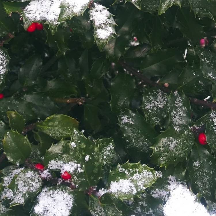 Plant image Ilex