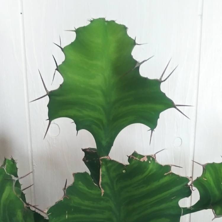 plant image 1198249
