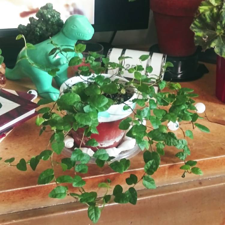 Plant image Ficus pumila