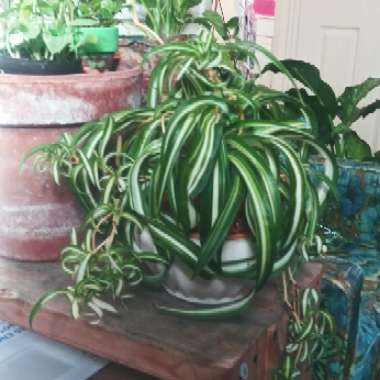 Chlorophytum comosum 'Bonnie'