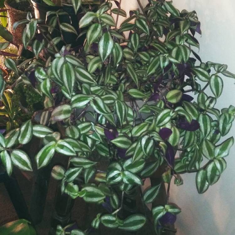 plant image 1201636 plant image 1201636