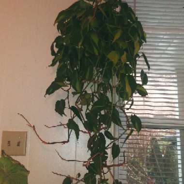 Philodendron hederaceum var. oxycardium 'Brasil' syn. Philodendron hederaceum 'Brasil', Philodendron 'Brasil', Philodendron scandens 'Brasil'