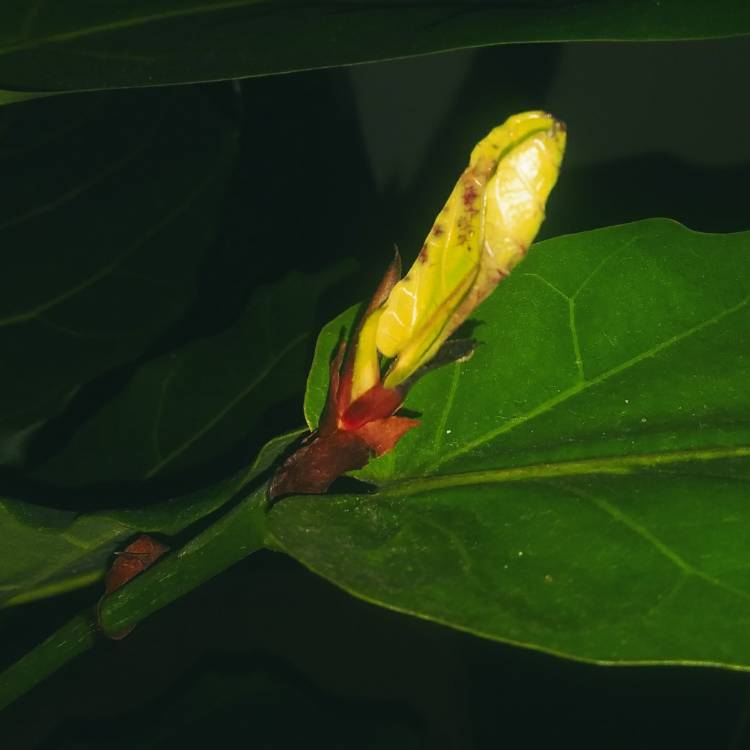 plant image 1209798