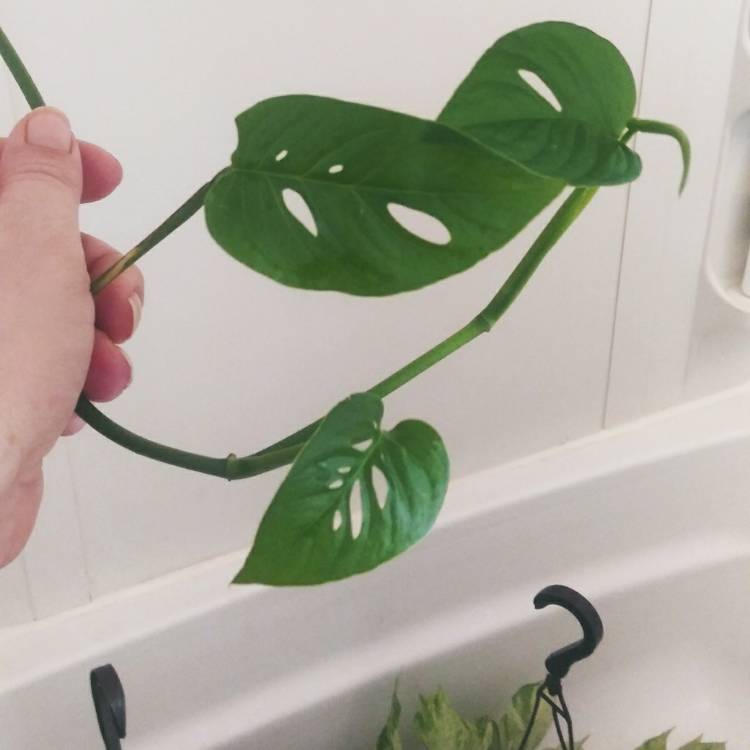 plant image 1213907
