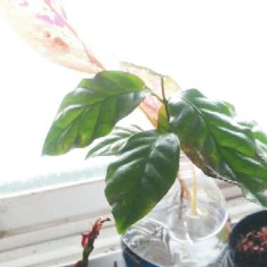 Coffea Arabica