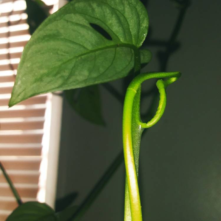 plant image 1222377