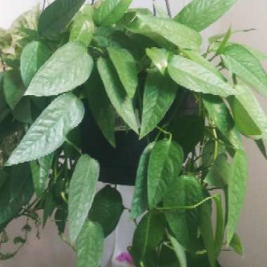 Epipremnum pinnatum 'Cebu Blue'