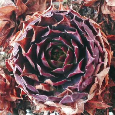 Sempervivum Cranberry Cocktail