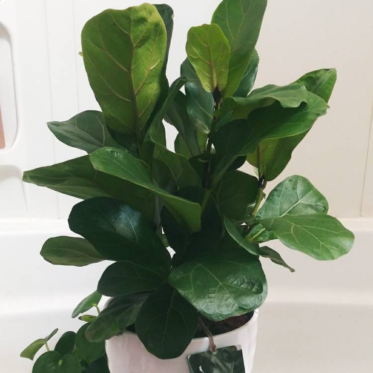 Plant image Ficus Lyrata Bambino