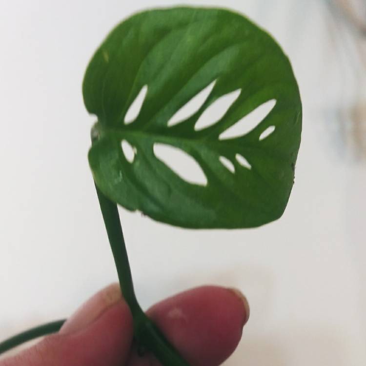 plant image 1230914