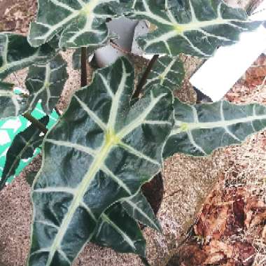 Alocasia x amazonica 'Polly'