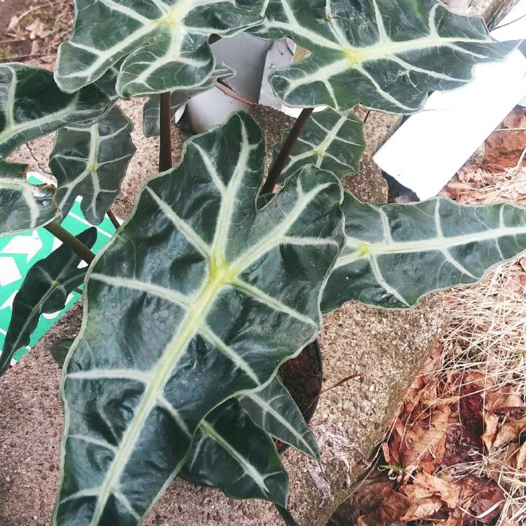 plant image 1237715