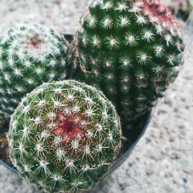 Mammillaria matudae