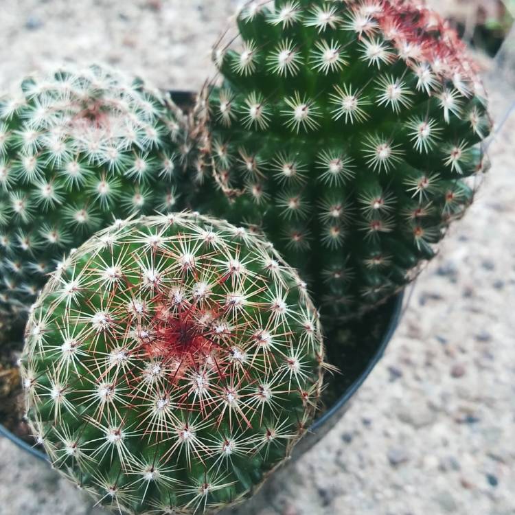 Plant image Mammillaria matudae
