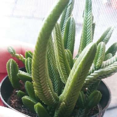 Crassula muscosa