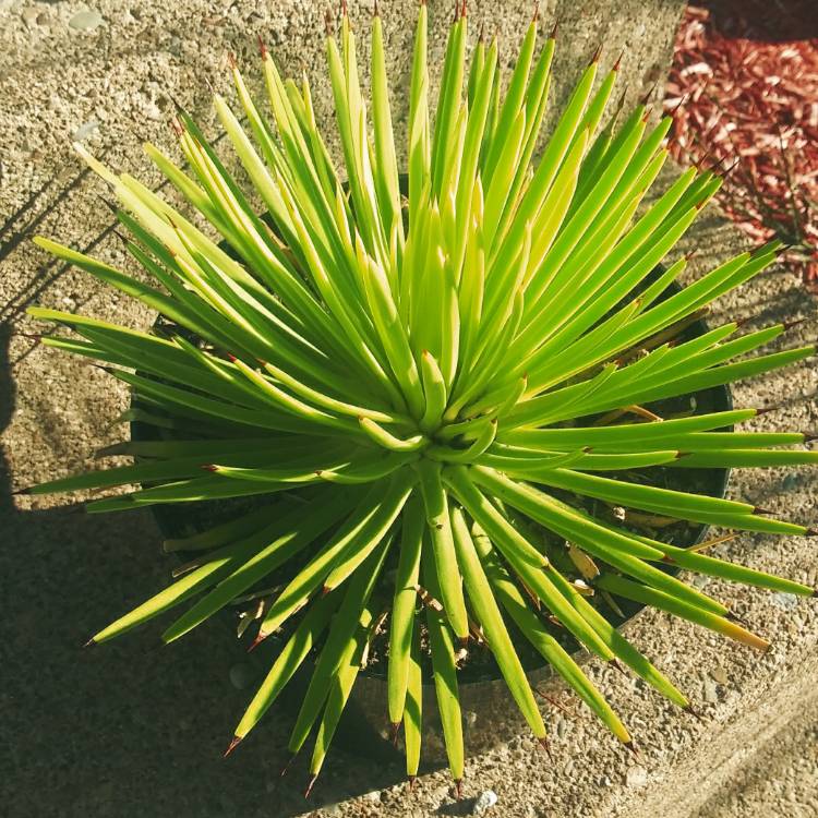 plant image 1258515