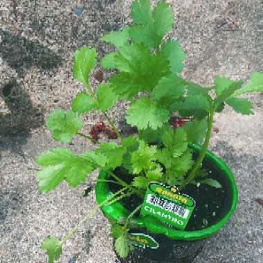 Coriandrum sativum
