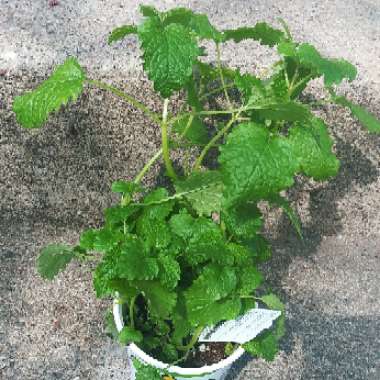 Melissa officinalis