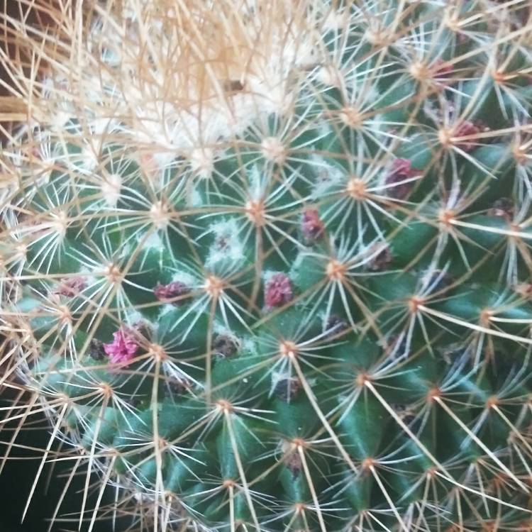 plant image 1277337