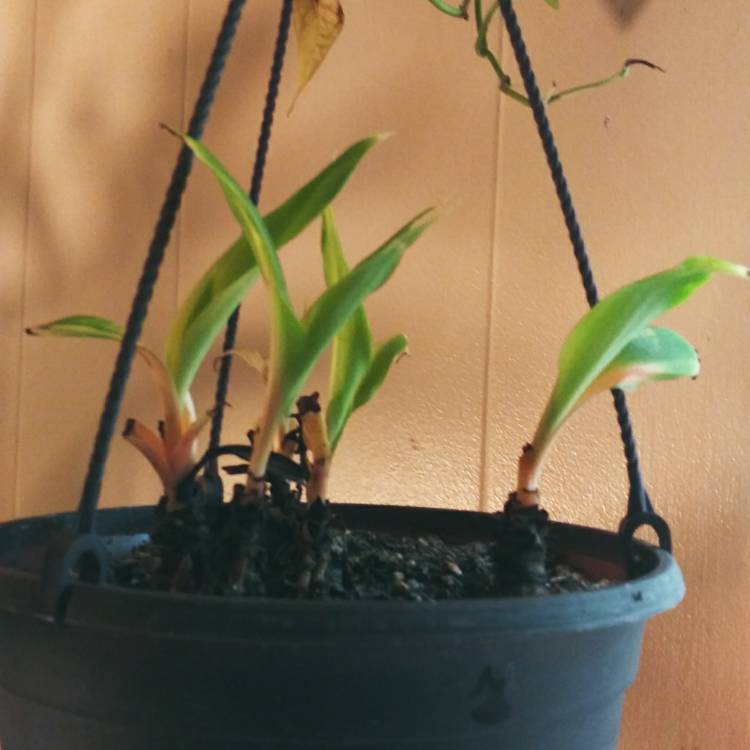 plant image 1289253 plant image 1289253