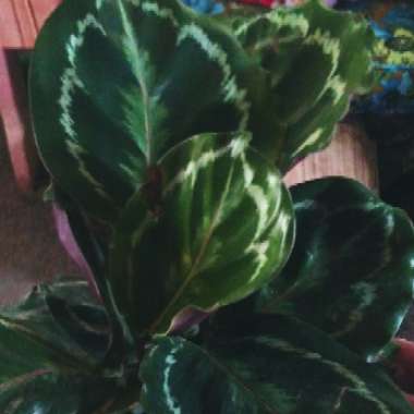 Calathea roseopicta 'Medallion'