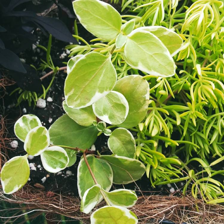 Plant image Vinca herbacea