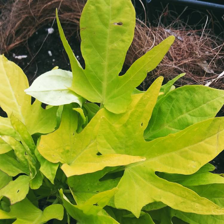 Plant image Ipomoea Batatas 'Sweet Caroline Green'