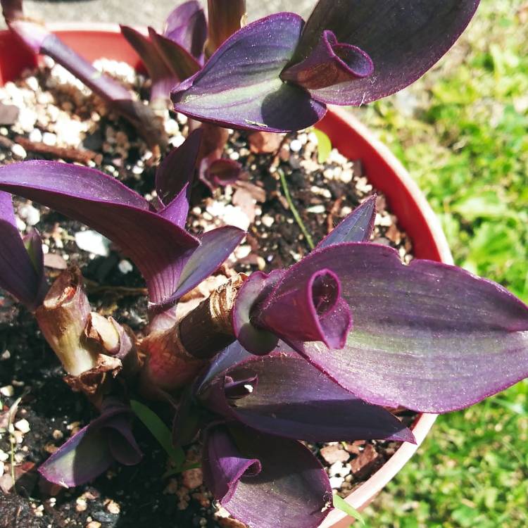 Plant image Tradescantia pallida