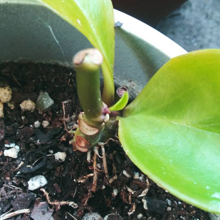 plant image 1333404 plant image 1333404