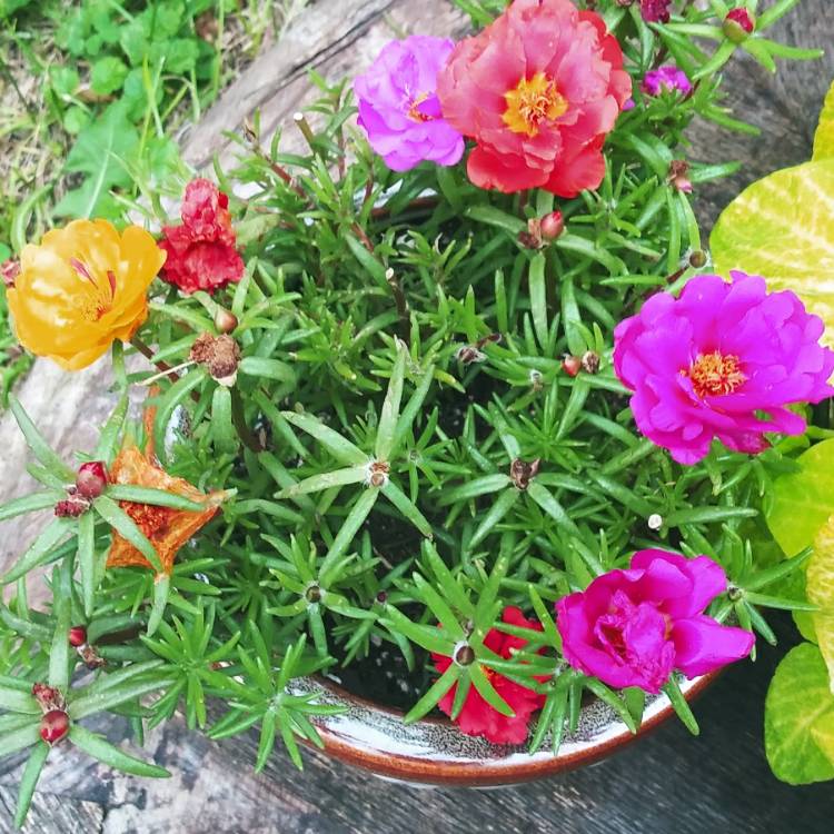 plant image 1339807