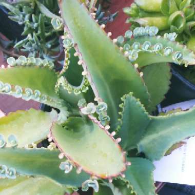 Kalanchoe laetivirens