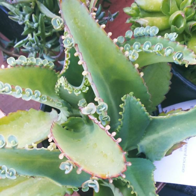 Plant image Kalanchoe laetivirens