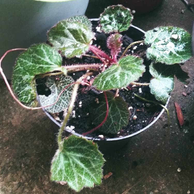 plant image 1361986