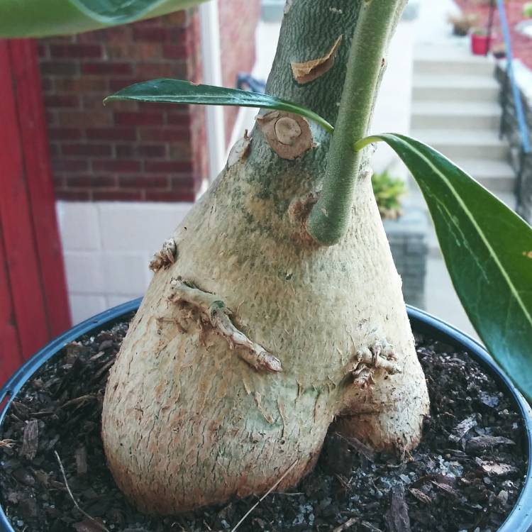 plant image 1364448
