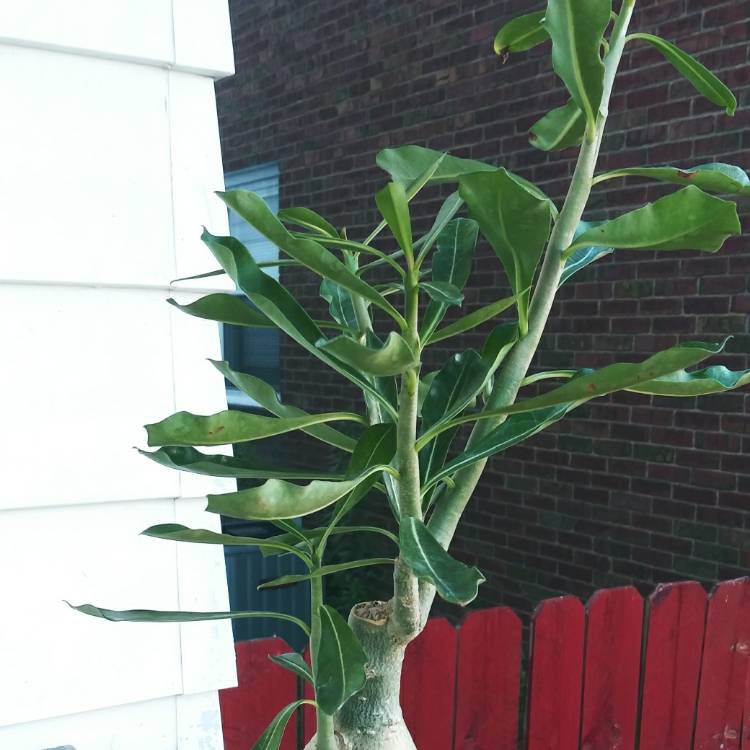plant image 1364449