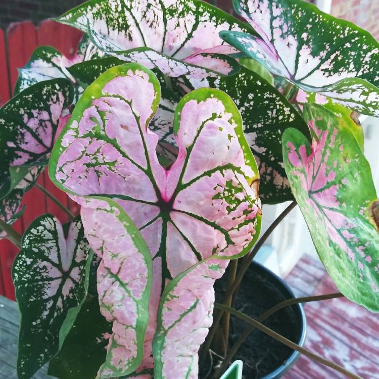 plant image 1364451