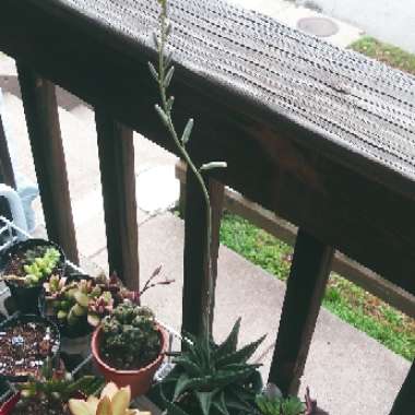 Haworthiopsis limifolia syn. Haworthia limifolia