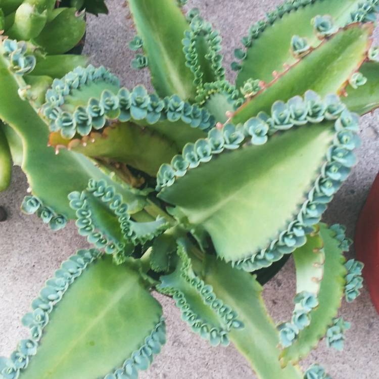 plant image 1369658