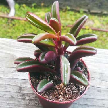 Peperomia Graveolens