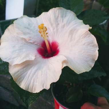 Hibiscus