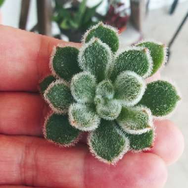 Echeveria Doris Taylor