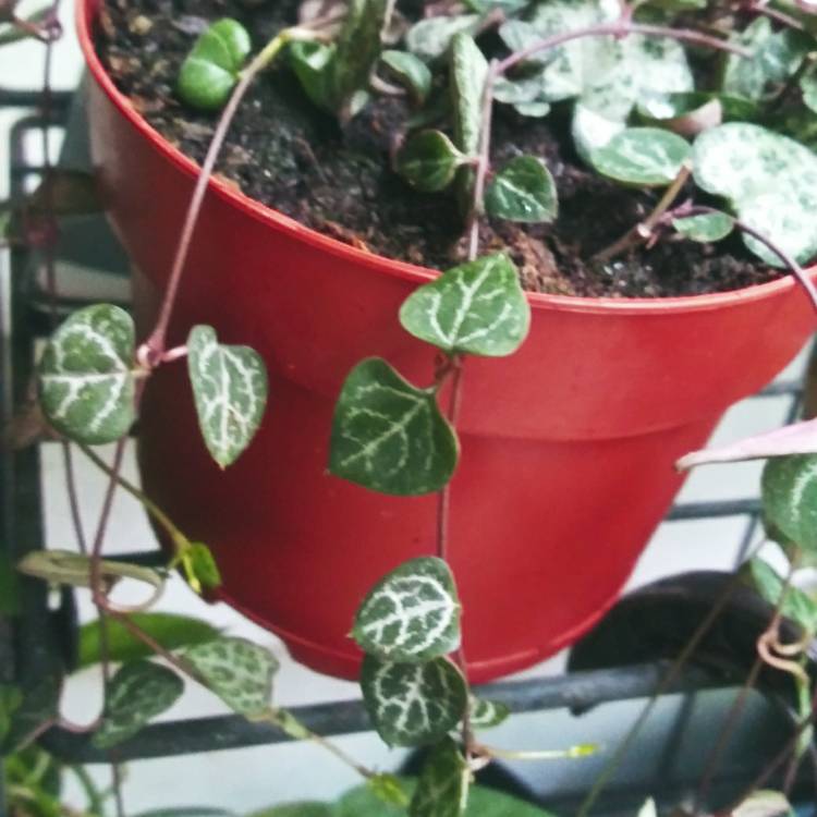 plant image 1382334 plant image 1382334