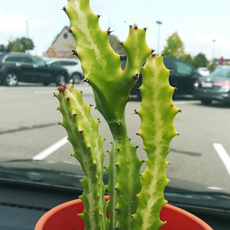 Plant image Euphorbia Lactea