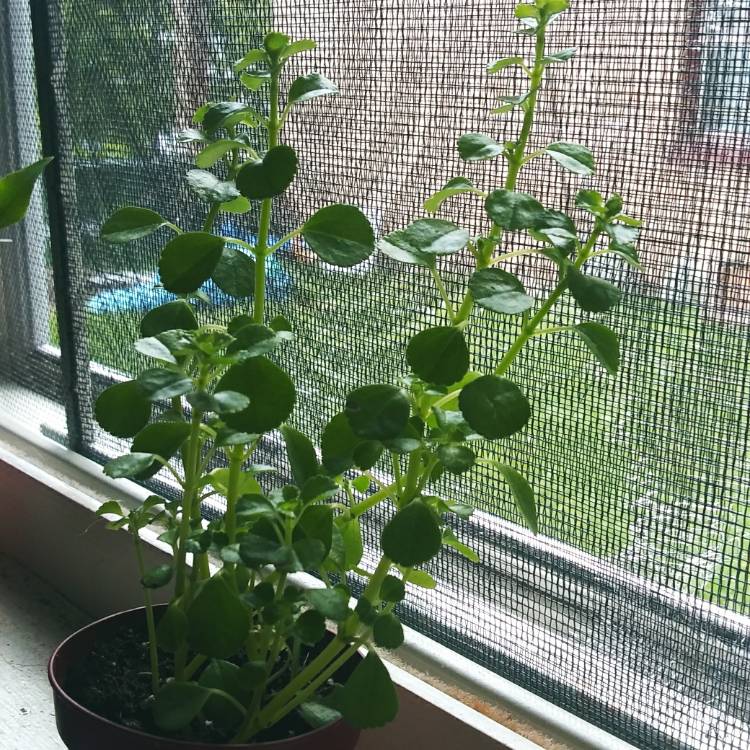 Plant image Pilea Depressa 'Baby Tears'
