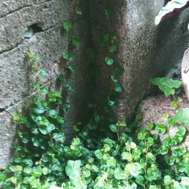 plant image 1390548